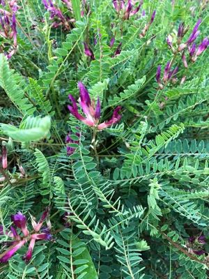 Uso de la planta Astrágalo en animales