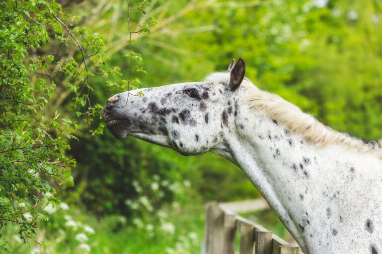 HIERBAS MEDICINALES PARA CABALLOS