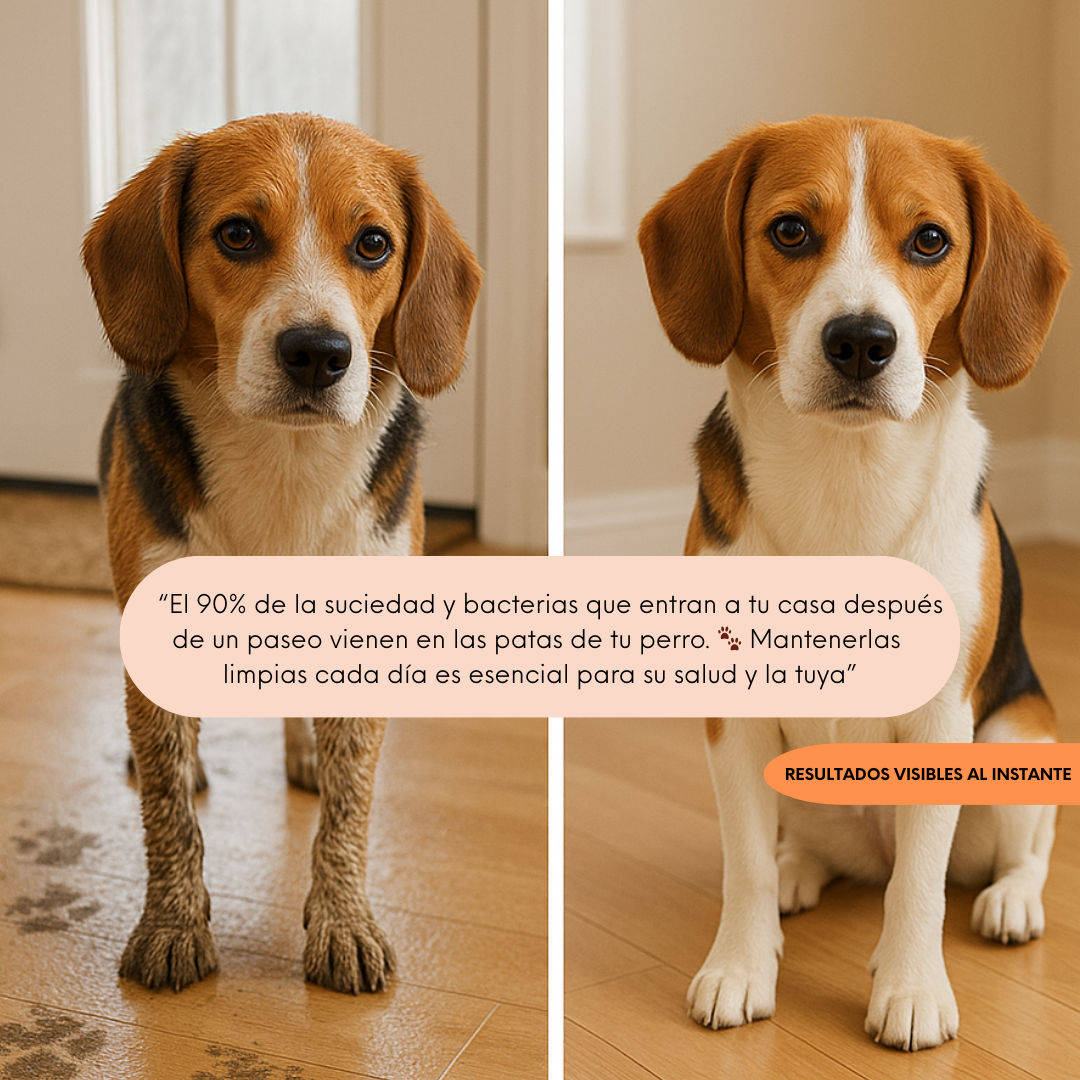 Champú seco para perros: limpia y elimina el mal olor en segundos sin aclarado