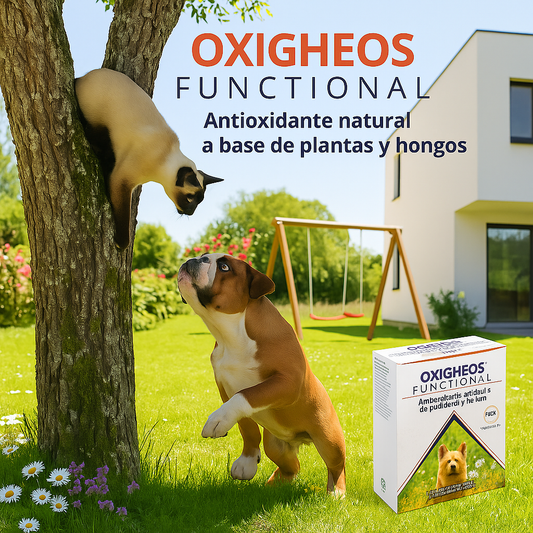 OXIGHEOS FUNCTIONAL (Antioxidante)